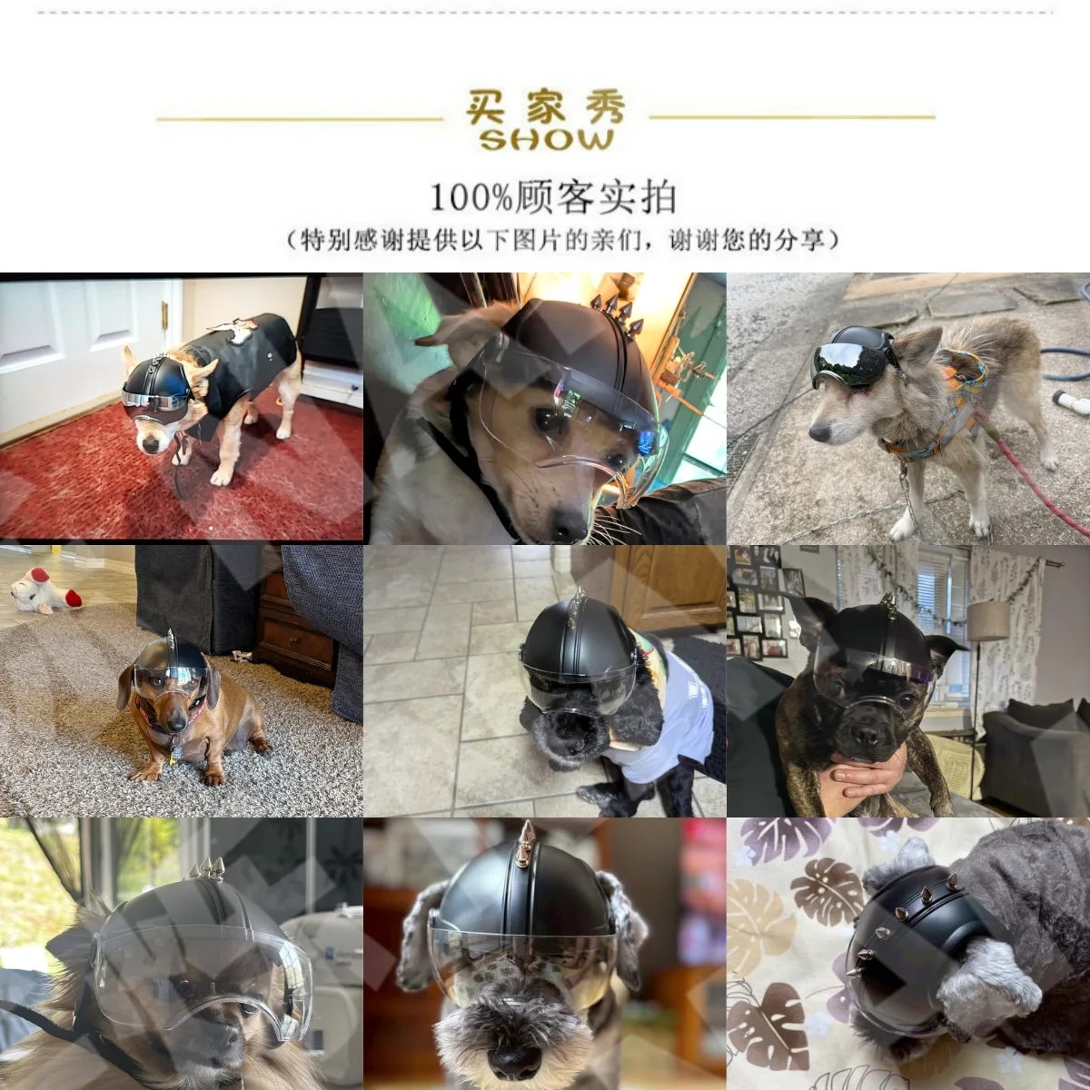 2-in-1 Dog Motorcycle Helmet & - Motorcycle Gear For Dogs review and price